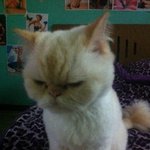 [호슈리네] 호리 톡기념! 기즈모 닮은 <b>슈리</b>판.