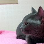 [부산] 길냥이였던 러시안블루 <b>성묘</b> 데려가실분 급히 구해요ㅠㅠ(사진有)