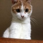 울집양이♥저만보기아까워서올려요