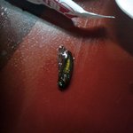 짜장면에서정체를알수없는벌레나옴...(사진有,혐오주의)