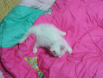 3탄 (사진有) 내애묘소 이런 고양이 만나봤어?