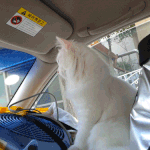 4탄 (사진有) 내애묘소 이런 고양이 만나봤어?