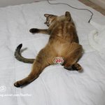 스압주의)혼자 보기 아까운 울집 개냥이들, <b>살짝</b> 올려보아요_=)