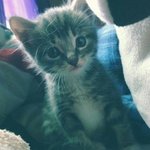 톡커들의선택에 올랐던 귀여운 고양이 시로! 그 후 일년뒤 ♥