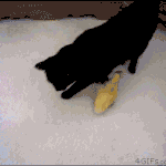 미댓님 그리워서 내가 쓰는 <b>동물</b>움짤 2