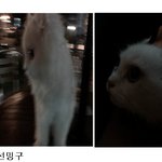 잠귀신이 붙은 울집고양이 밍구를 소개합니당 ♬4탄