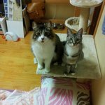 빵좋아하는 귀<b>여미</b> 냥이남매