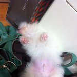 ♥화이트 포메라니안"땡쵸"이야기4탄!!!!