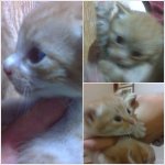 코숏 <b>치즈</b>테비 분양합니다.