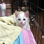우리<b>집</b> 아기 냥이 땅콩이의 이야기~~~~~~<b>두</b>번째 이야기