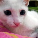 우리집 아기 냥이 <b>땅콩</b>이 이야기~~~~~~세번째 이야기