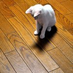 우리집 아기 냥이 <b>땅콩</b>이 이야기~~~~~~네번째 이야기