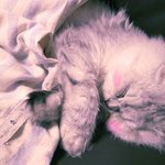 세상에서 가장 사랑하는 우리 아가 블랙킴 >_<*****(태어나지금까지투척함...