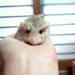 ★펫테일저빌 링고를 소개합니다★