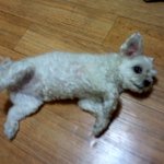 사진有_귀<b>염주</b>의_우리집 두마리 개님들의 잠버릇