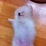 ♥화이트 포메라니안"땡쵸"이야기 5탄