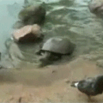 미댓님 그리워서 내가 쓰는 <b>동물</b>움짤 4