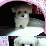 <b>로봇</b>청소기 타는 우리집 강아지 -2탄-