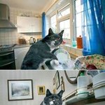 미댓님 그리워서 내가 쓰는 웃긴사진 9