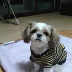 ☆★창원시 의창구에서 잃어버린 강아지를 찾습니다 도와주세요 ★☆