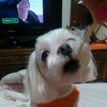 일상이 너무 웃기고기여운 우리집말티즈!!