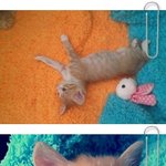 ! 아기고양이 <b>나미</b> 2탄 뚜둥 !