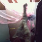 9. 고양이 일기 - 택배왔어요