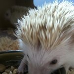 * 고씨형제와 카레라이스 *