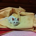 여자사람과일곱마리고양이 4