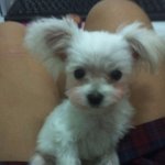 ★★우리집가족 사랑이를 소개합니다★★