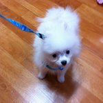 ♥화이트 포메라니안"땡쵸"이야기 벌써6탄!!!!