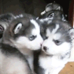 미댓님 그리워서 내가 쓰는 <b>동물</b>움짤 5