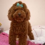 <b>갈색</b> 푸들 미래엄마
