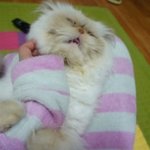 <b>성깔</b>있는 고양이_이당당