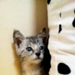 (제목수정)♥아기냥이의 가족이 되어주세요♥