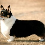 다리가 짧아서 더 귀여운 <b>동물</b>들