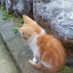 회사 <b>식당</b> 뒤 고양이 여섯마리 ㅋㅋㅋ