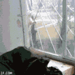 미댓님 그리워서 내가 쓰는 <b>동물</b>움짤 6