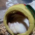 엉덩이 <b>인증</b>