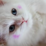 -저희집 개냥이들을 소개합니다 ㅠㅠ