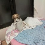 3탄) 나에게 멘붕을 안겨준 야<b>롱이</b>