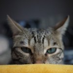 ★우리집 귀염둥이 벵이에 일주일 모습.★