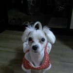 [사진有] 사지말고 입양하세요!!