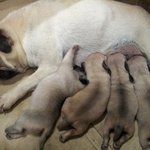 시골에서 횟집 지키는 퍼그님들!