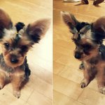 <1탄> 23시간 30분 뛰어놀고 30분 자는 사랑이를 소개합니다