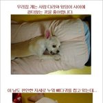 웃고싶어 직접올리는 웃긴댓글,만화,공감 10