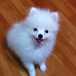 ♥화이트 포메라니안"땡쵸"이야기 7탄~!