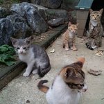 회사 <b>식당</b> 뒤 고양이 여섯마리 2탄 ^3^♥