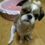 안녕하세요 전 <b>콩</b>이입니다 ㅎ_ㅎ-(1편)