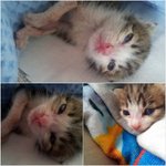 (비명주의) <b>동물</b>농장막내, 아기 고양이 옹이!!!!!!!!